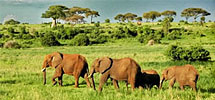Elephant migration vers Tangire Parc de la rivi�re. Tanzanie